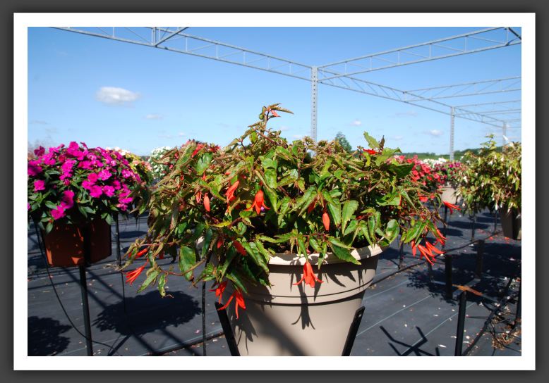 Begonia Mandalay _6176