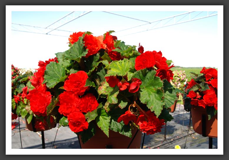 Begonia Go-Go Scarlet_6214