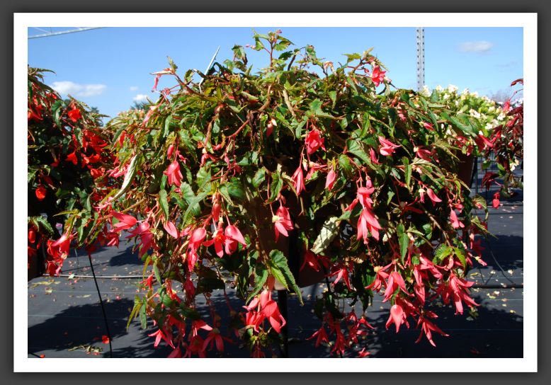 Begonia Mandalay Flamingo_6177