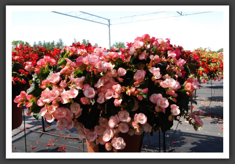 Begonia Carneval_6230