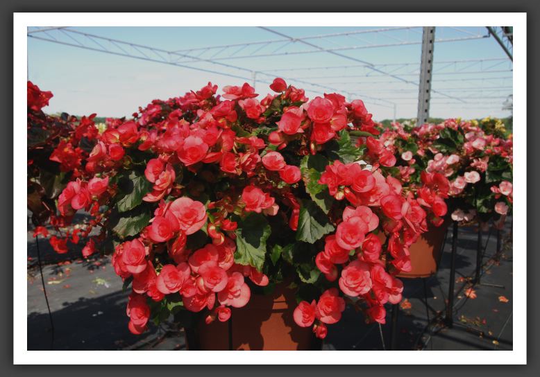 Begonia Netja Dark_6231