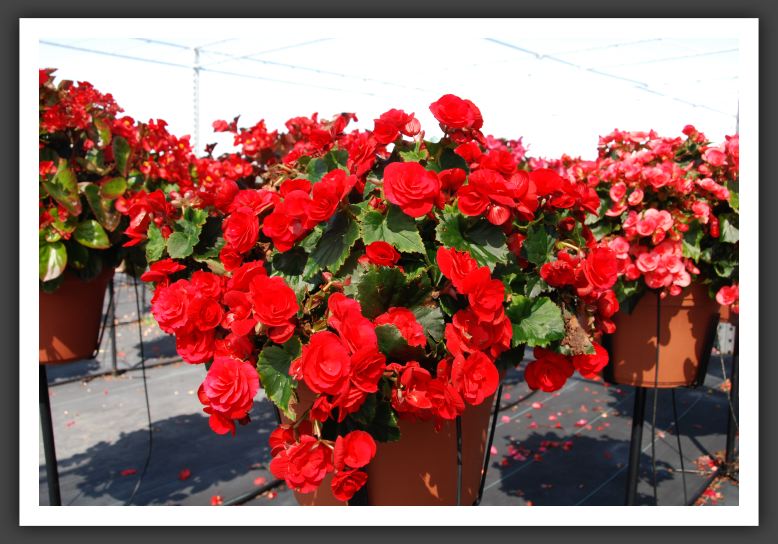 Begonia Barkos_6232
