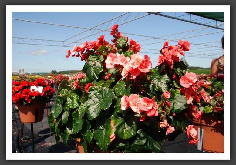 Begonia Fuga_6235