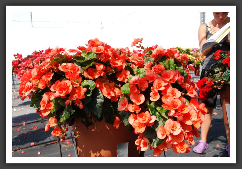 Begonia Brigette_6238