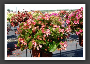 Begonia Bayou Pink Bicolor_6189
