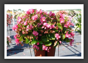 Begonia Bayou Rose_6190
