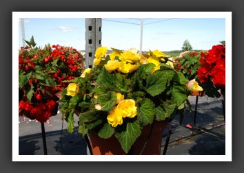 Begonia Non Stop Yellow_6215