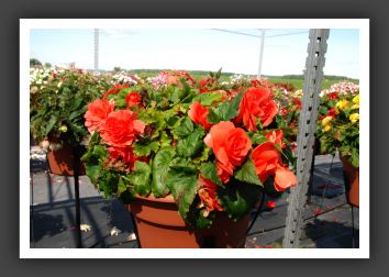 Begonia Non Stop Deep Salmon_6216