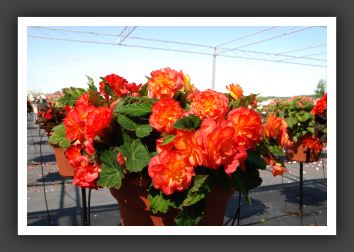 Begonia Non Stop Fire_6219