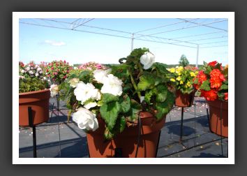 Begonia Non Stop Appleblossom_6220