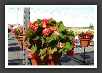 Begonia Non Stop Rose Petticoat_6221