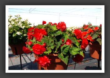 Begonia Non Stop Bright Red_6226