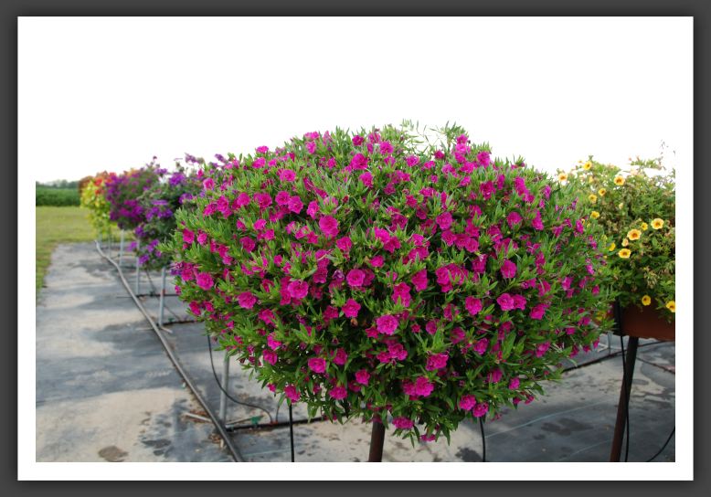 Calibrachoa Celebration Double Pink_5463