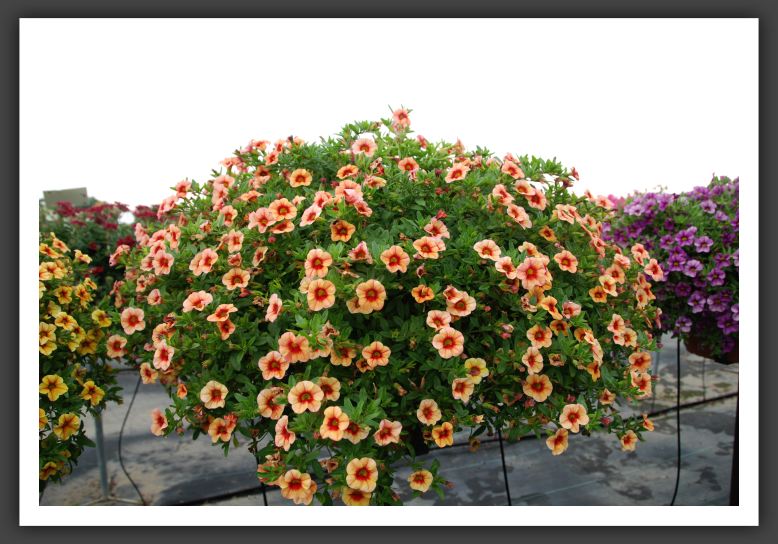 Calibrachoa Aloha Tiki Orange_5464