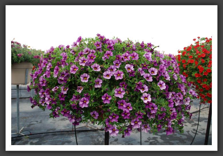 Calibrachoa Aloha Purple Sky_5466