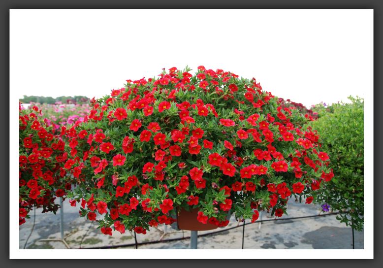 Calibrachoa Aloha Red_5468