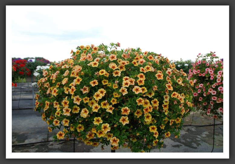 Calibrachoa Aloha Tiki Gold_5472