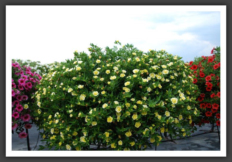 Calibrachoa MiniFamous Double Yellow_5374