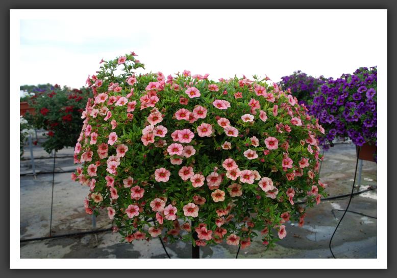 Calibrachoa Aloha Tiki Salmon_5473