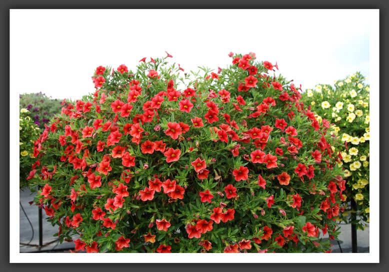 Calibrachoa MiniFamous_5375