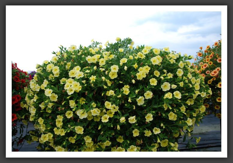 Calibrachoa MiniFamous Lemon Evol._5376