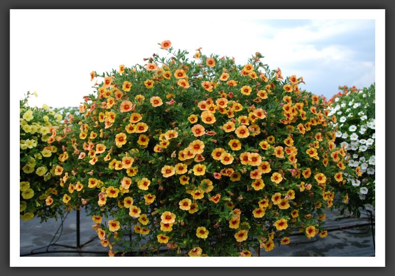Calibrachoa MiniFamous_5377