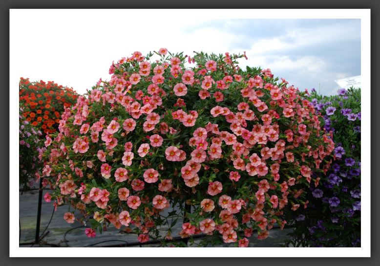 Calibrachoa MiniFamous Compact Coral_5380