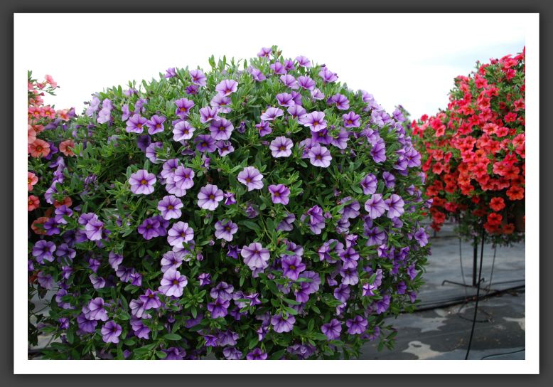 Calibrachoa MiniFamous Lavender Blue Evol._5381