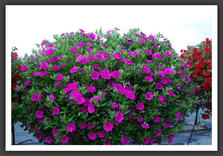 Calibrachoa MiniFamous Double Pink_5384