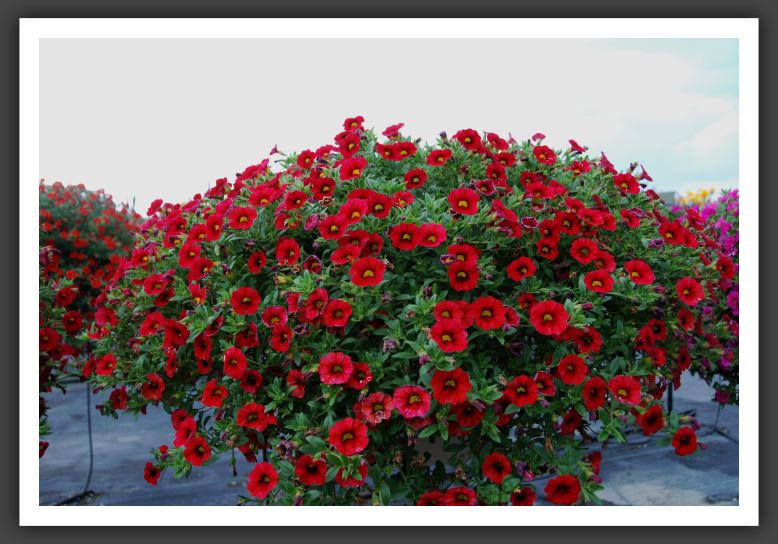 Calibrachoa MiniFamous Vampire Evol._5386