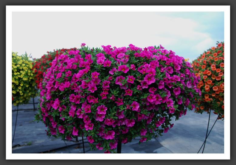 Calibrachoa MiniFamous Sun Pink_5387