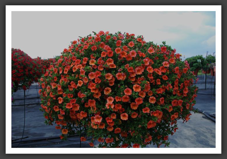 Calibrachoa MiniFamous Compact Orange_5388