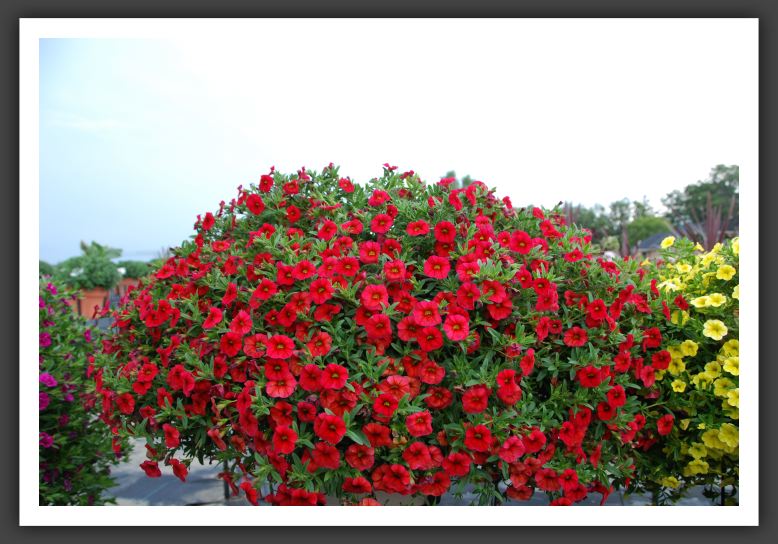 Calibrachoa MiniFamous Compact Red_5390