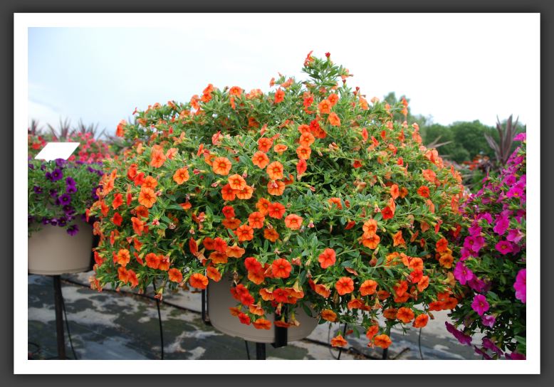 Calibrachoa Superbells Dreamsicle_5398