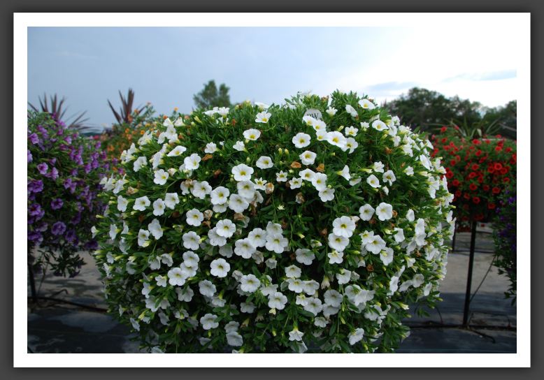 Calibrachoa Superbells Trailing White_5401