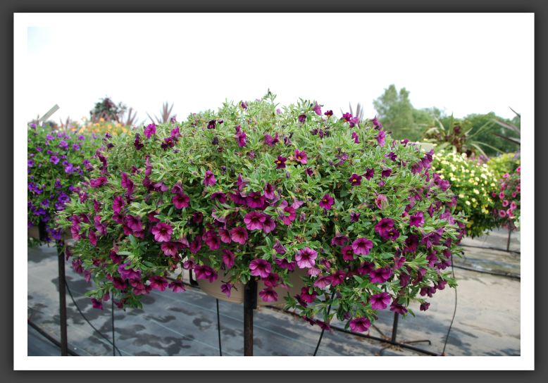 Calibrachoa Superbells Plum_5403