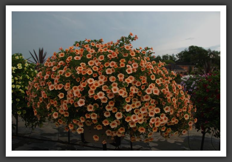 Calibrachoa Superbells Peach_5407