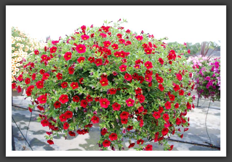 Calibrachoa Superbells Red_5408