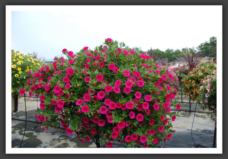 Calibrachoa Superbells Cherry Red_5411