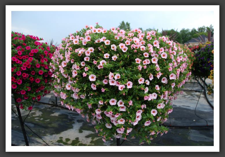 Calibrachoa Superbells Cherry Blossom_5412