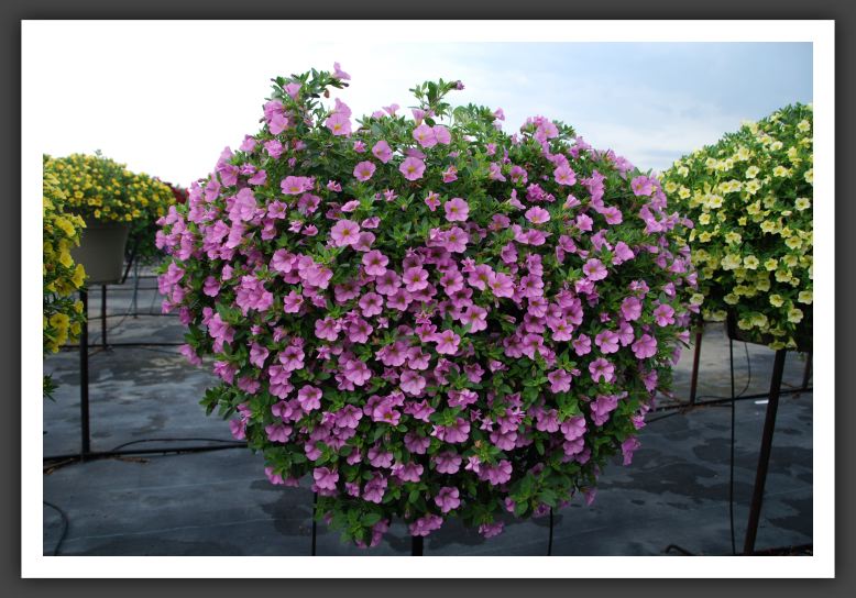 Calibrachoa Million Bells Chiffon_5421