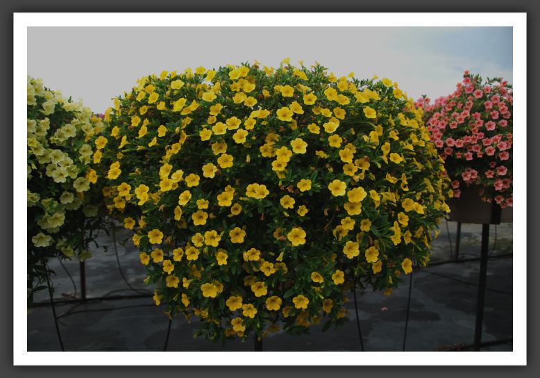 Calibrachoa Million Bells Neon Yellow_5423