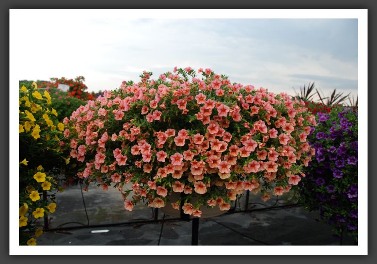 Calibrachoa Million Bells Apricot_5424