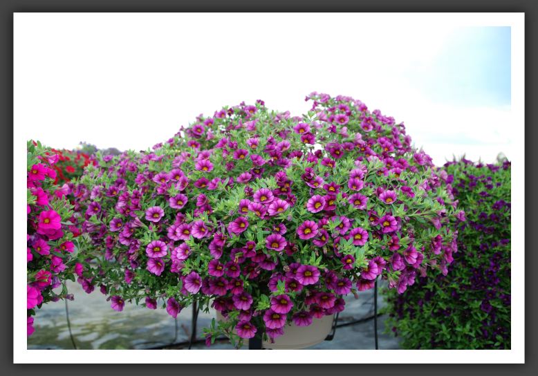 Calibrachoa Million Bells Plum_5427