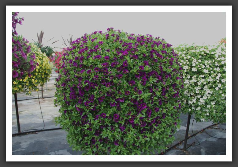 Calibrachoa Spring Fling Royal Blue_5428