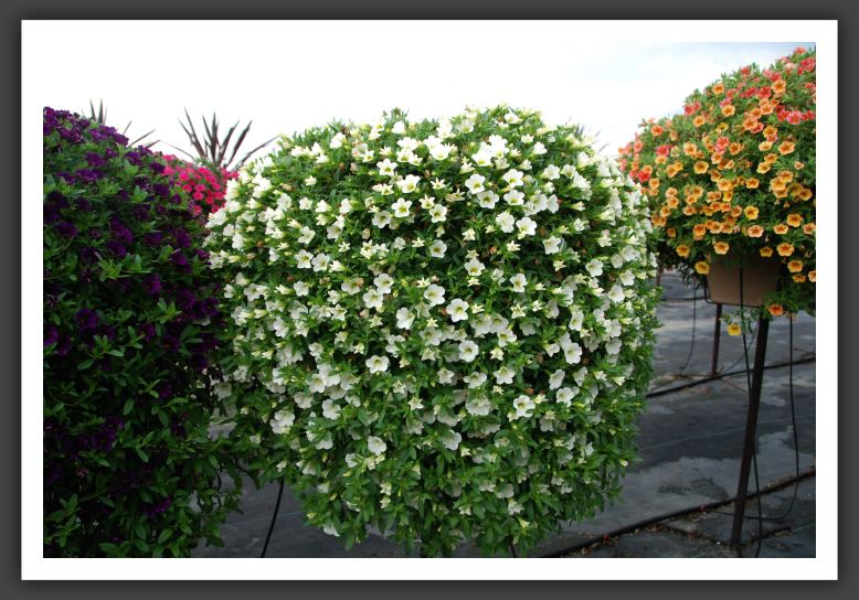 Calibrachoa Spring Fling White_5429