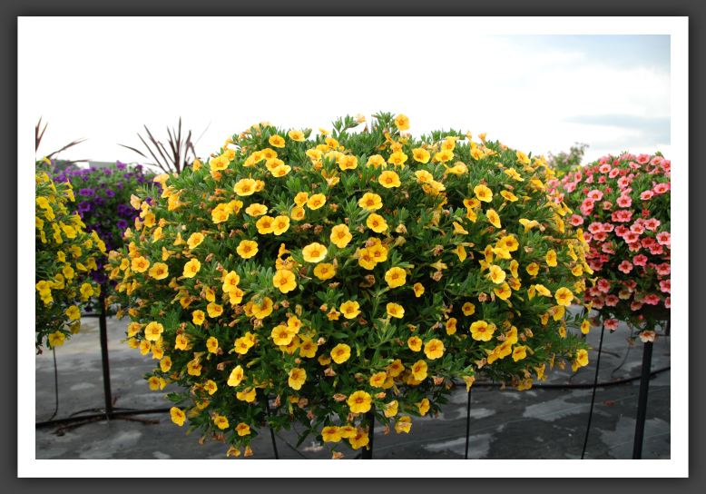Calibrachoa Callie Gold with Red Eye_5433