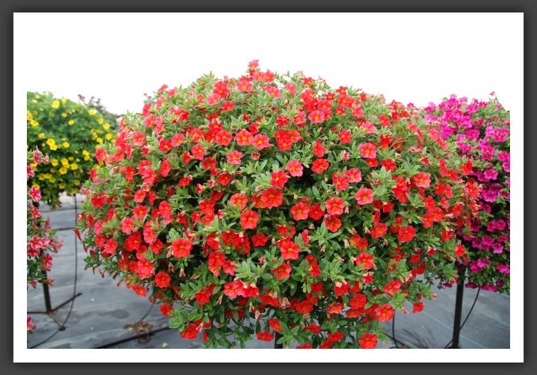 Calibrachoa Callie Scarlet Red 08_5436