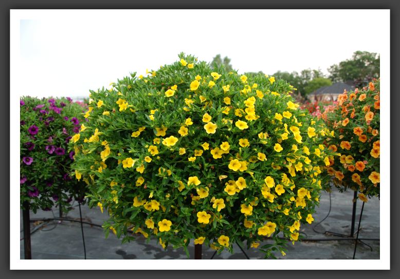 Calibrachoa Callie Yellow 08_5440