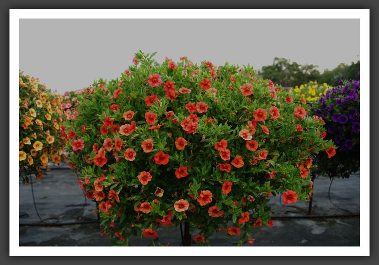 Calibrachoa Callie Orange 08_5442